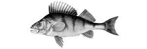 Fiska.nu – Fiskebutik
