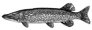 Fiska.nu – Fiskebutik