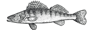 Fiska.nu – Fiskebutik