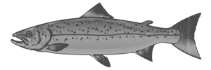 Fiska.nu – Fiskebutik