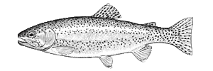 Fiska.nu – Fiskebutik