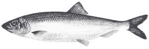 Fiska.nu – Fiskebutik