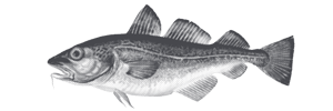 Fiska.nu – Fiskebutik
