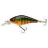Gold Perch