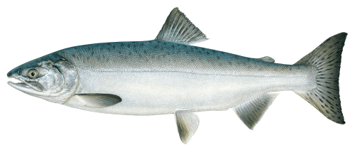 Fiska.nu – Fiskebutik
