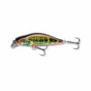 Live Minnow