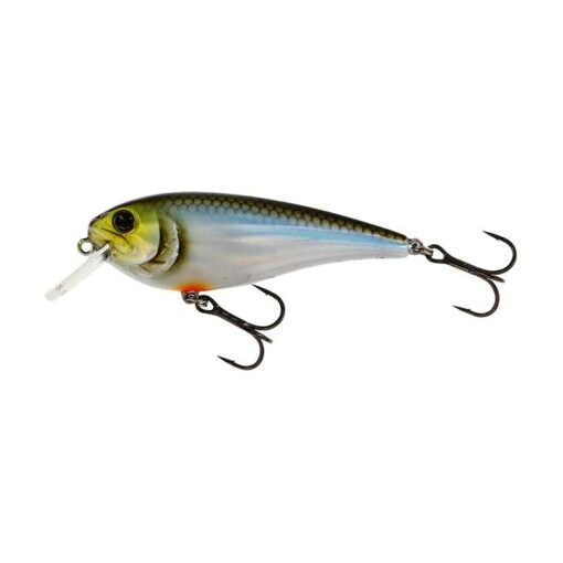 blueback-herring