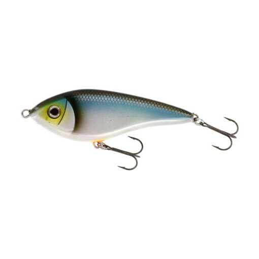 blueback-herring