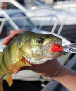 Maxximus Predator Cranking Minnow abborre