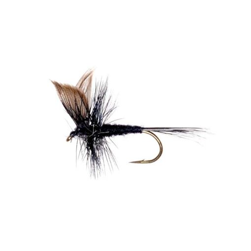 black-gnat