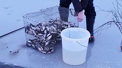 Fånga betesfisk mörtstuga