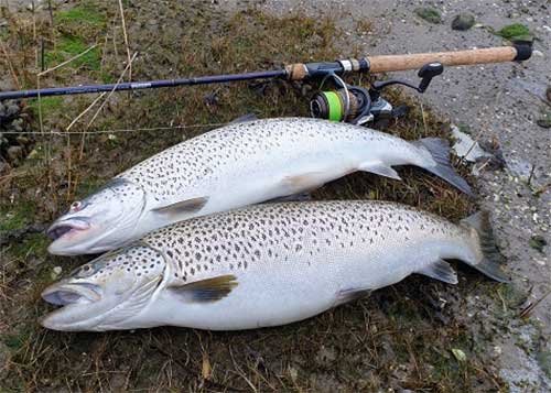 Fiska.nu – Fiskebutik