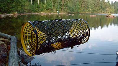 Fisketips fiska kräftor