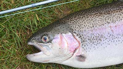 Fisketips fiska regnbåge