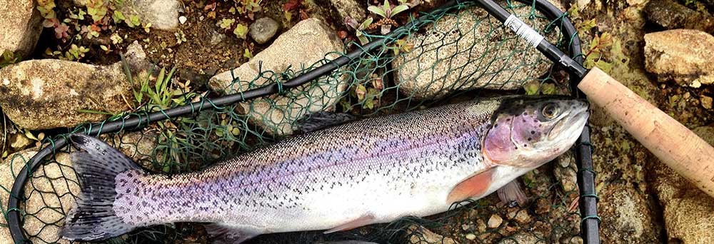 Fiska regnbåge tips