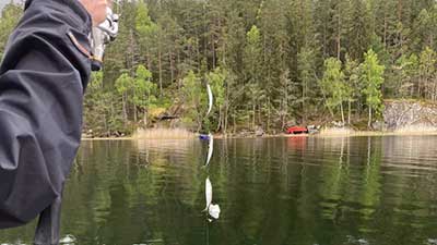 Fisketips fiska strömming