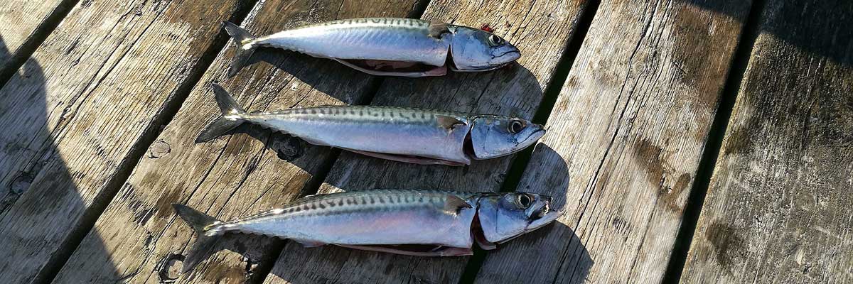 makrill på brygga