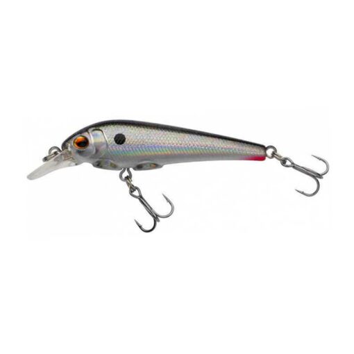 silver-minnow
