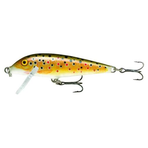 brown-trout
