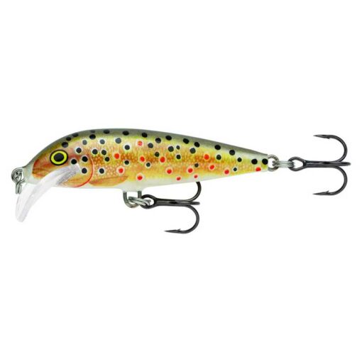 brown-trout