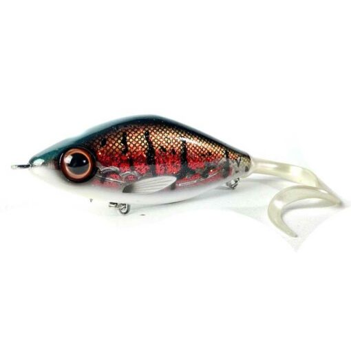 red-belly-burbot