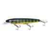 Yellow Perch