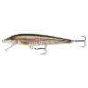 Live Rainbow Trout