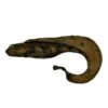 Burbot