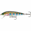 Rainbow Trout