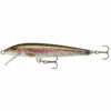 Live Rainbow Trout