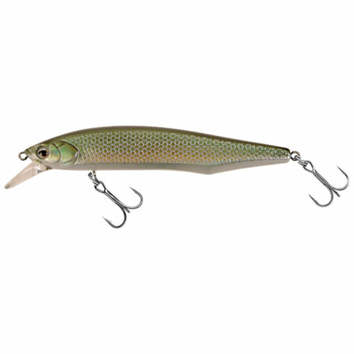 gizzard-shad